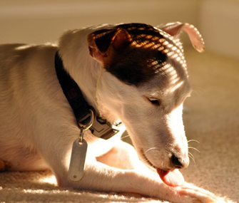 dog licking wound dog licking wound